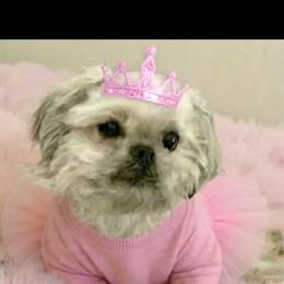 Marie - Shih Tzu