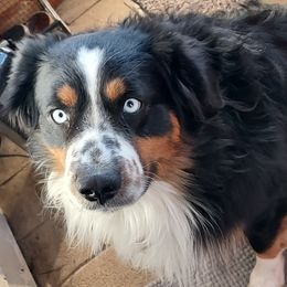 Miniature Australian Shepherds from NowWhat Designs