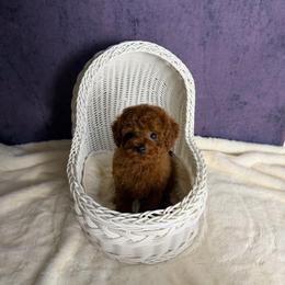 Pickles(AKC) - Red  male Poodle puppy in Moreno Valley, California from Yanni's Poodle