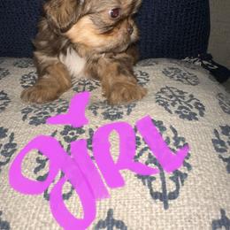 Shih Tzu All Grown Up from Khloe’s Shih Tzus