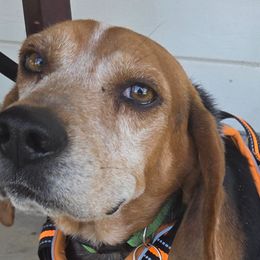 Beagles from Clover Beagles