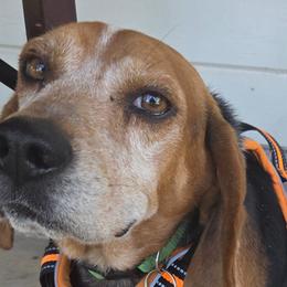 Beagles from Clover Beagles