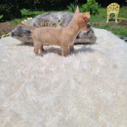 Chihuahua Puppies from Lemon's Full of Flaws Chihuahuas