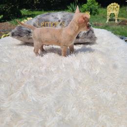 Chihuahua Puppies from Lemon's Full of Flaws Chihuahuas