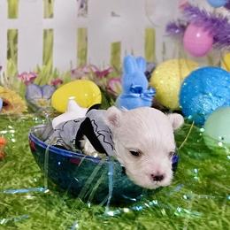 Puppy love (orange) - White male Bichon Frise puppy in Lavon, Texas from Sissy’s Heavenly Paws