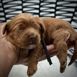 Black collar - Red female Cockapoo puppy in Palm Beach County, Florida from Benji’s Cockapoos