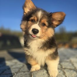 Echo (FLUFFY) championship bloodlines - Black and tan male Pembroke Welsh Corgi puppy in Valley, Washington from Enchanted Valley Paws