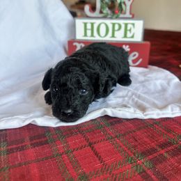Cody - Black male Poodle puppy in Mountain Grove, Missouri from Davisfurbabies