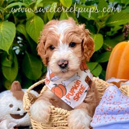Aster - Fawn and white male Sheepadoodle puppy in Cambridge, Ohio from Sweet Creek Pups