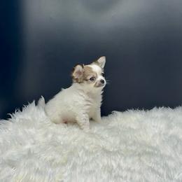 Kevin - Sable spotted white male Chihuahua puppy in Simpsonville, South Carolina from N&T's Chihuahuas