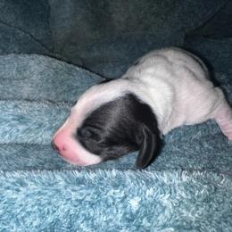 Archer - Piebald male Dachshund puppy in La Junta, Colorado from Royal King’s Mini Dachshunds