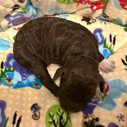 Sarabi - Brown female Lagotto Romagnolo puppy in Chicago, Illinois from Midwest Lagotto Romagnolo