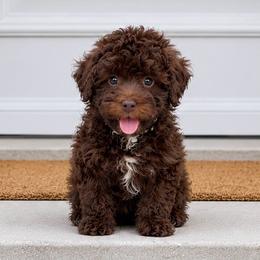 Hershey Girl - Chocolate female Goldendoodle puppy in Highland, Utah from Angel Pups Deluxe