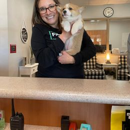 Pembroke Welsh Corgi Puppies from Loves Classic Corgis