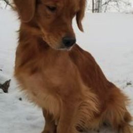 Golden Retrievers from Misty Maples Goldens