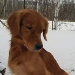 Golden Retrievers from Misty Maples Goldens