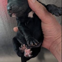 NOT A PET- Working home only - Black male English Cocker Spaniel puppy in Phillips, Nebraska from Fenloch Gundogs