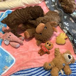 Poodle Puppies from Little Gall Reds