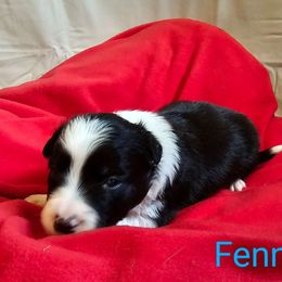 Boy 3 - Border Collie puppy from On the Lamb