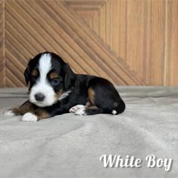 White Boy - Tri-color male Bernedoodle puppy in Modesto, California from Two Doods Doodles