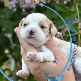 Yellowstone - Buff and white male Cockapoo puppy in Pledger, Texas from Sugarbear Cockapoos