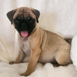 Elide - Fawn female Pug puppy in Dexter, Kansas from Beautiful pugs