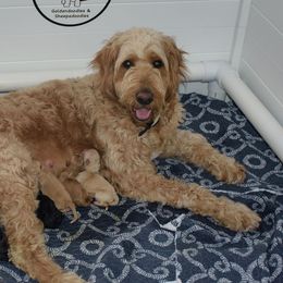 Goldendoodle and Sheepadoodle Puppies from Dewey Doodles