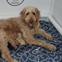 Goldendoodle and Sheepadoodle Puppies from Dewey Doodles