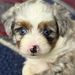 Charmayne - Blue merle female Aussiedoodle puppy in Arrington, Tennessee from Tumblin T Aussies and Aussiedoodles