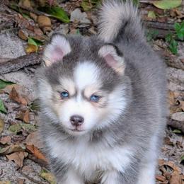 Aura (blue) - 2100 - Blue female Pomsky puppy in Spring Hill, Florida from www.PuppyTimeEmporium.com