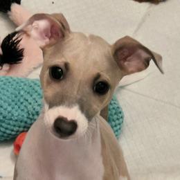 Bluefawnboy - Blue fawn male Italian Greyhound puppy in Greenville, South Carolina from Alura Italian Greyhounds