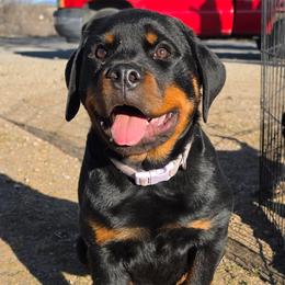 Rottweiler Puppies from Snubnose Rottweilers LLC