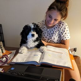 Bernedoodle Puppies from Birdie Bernedoodles