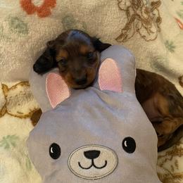 Dallas - Sable male Dachshund puppy in Springfield, Tennessee from Savannah’s Doxie Palace