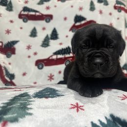 Pink Collar - Black brindle female Cane Corso puppy in Fairfield, California from Royal Class Kennels