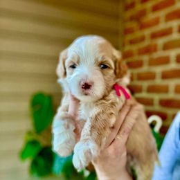 Shortcake - Red female Bernedoodle puppy in Denver, Pennsylvania from Greenview Puppies