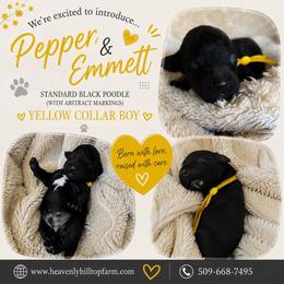 Yellow Collar Boy - Solid Black with white markings - Black male Poodle puppy in Charlo, Montana from Heavenly Hilltop Farm