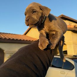 Cane Corso Puppies from ThinLine Cane Corso