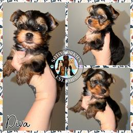 Diva - Black and tan female Yorkshire Terrier puppy in London, Kentucky from Soto Yorkies