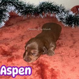 Aspen - Red female Dachshund puppy in Huntington, Texas from Camacho_Dachshunds