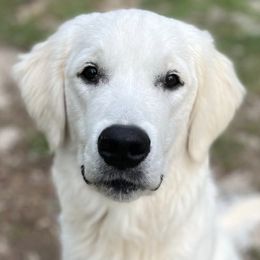 Golden Retrievers from Hidden Oaks Golden Retrievers