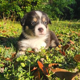 Pembroke Welsh Corgi Puppies from McMillion Corgis