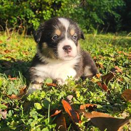 Pembroke Welsh Corgi Puppies from McMillion Corgis