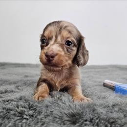 Chocolate and tan dapple male (blue) - Dapple male Dachshund puppy in Belle Rive, Illinois from Akin's Miniature Dachshunds, LLC