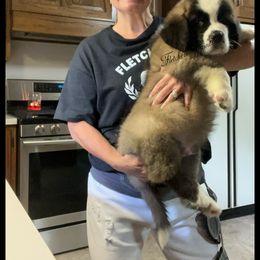 Yellow male - Mahogany and white male Saint Bernard puppy in New Philadelphia, Ohio from Fletchers Saints