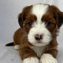Havanese puppies from West Cobb Dogs