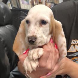 Jameson - Lemon and white male Basset Hound puppy in Newton Grove, North Carolina from MGA Basset Hound