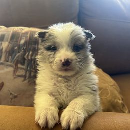Blue boy - Blue merle male Border Collie puppy in Apple Valley, California from Flying S Ranch Border Collies