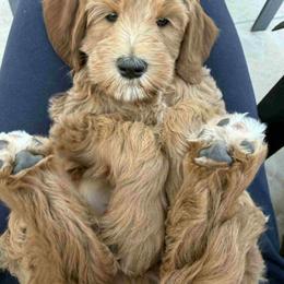 O'Keefe - Red male Australian Labradoodle puppy in Cave Creek, Arizona from Welcome Home Doodles