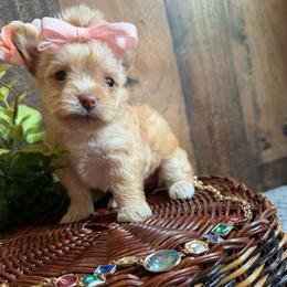 Prada - Chocolate, tan and white female Yorkshire Terrier puppy in Howe, Oklahoma from Ray Holder